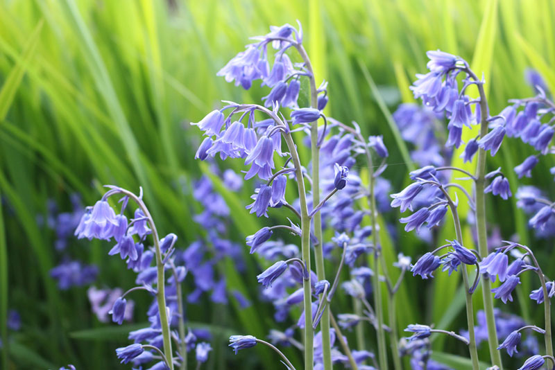 Bluebell