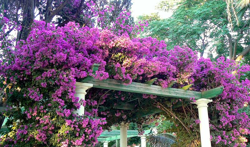 Bougainvillea