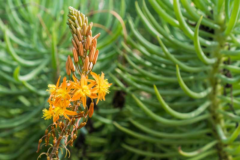 Bulbine
