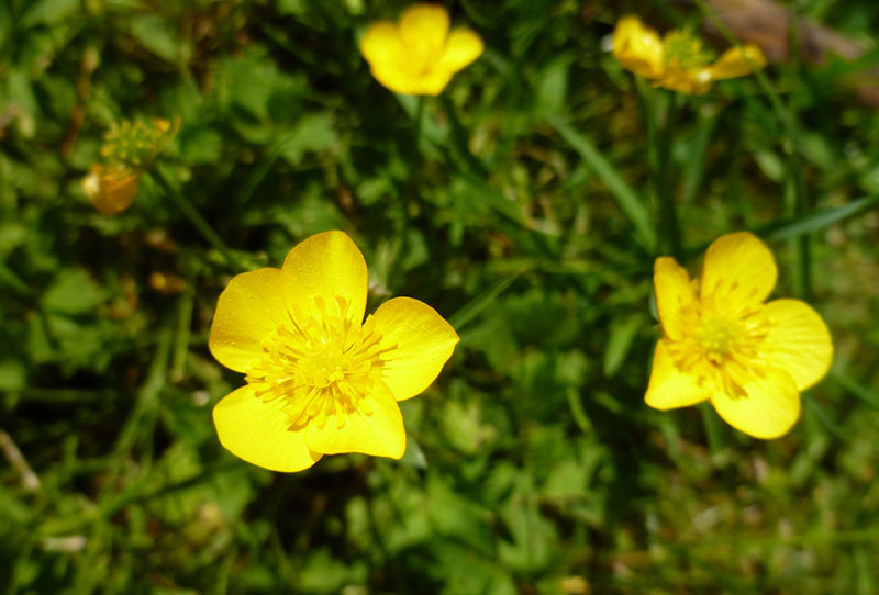 Buttercup