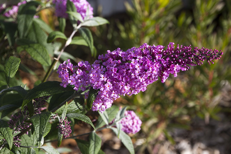 Butterfly Bush
