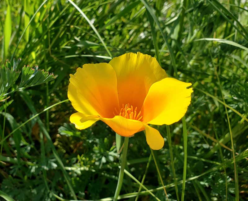 California Poppy