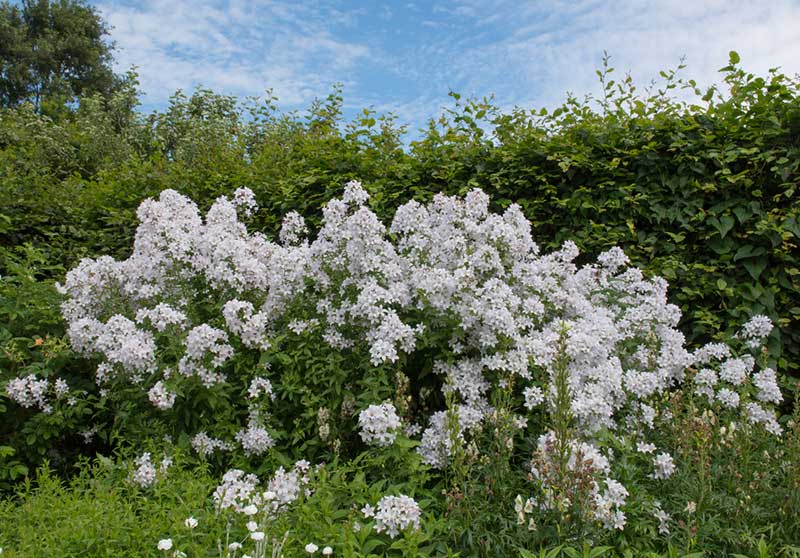 Campanula Lactiflora