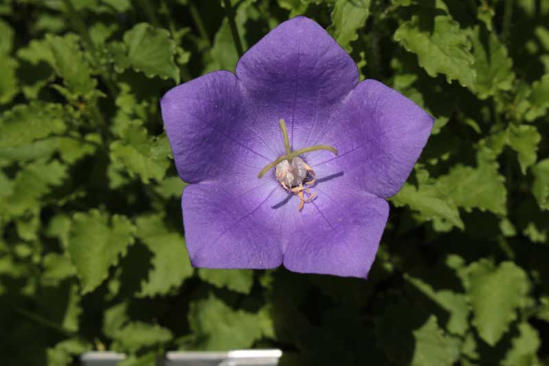 Carpathian Bellflower