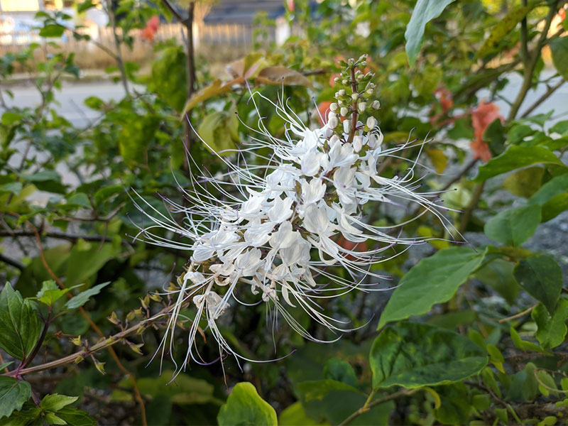 Cat's Whiskers