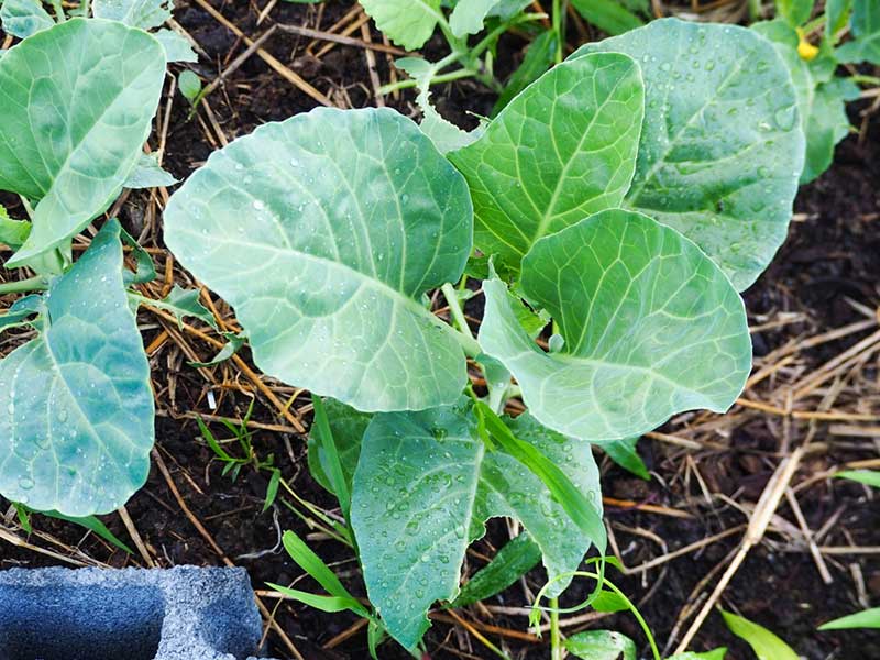 Chinese Kale