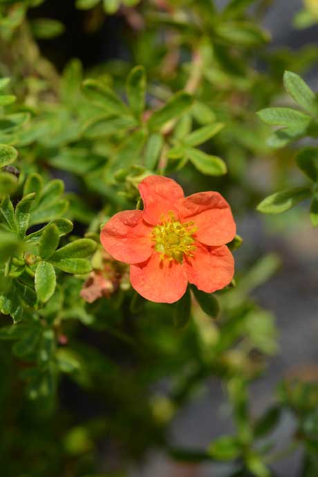 Potentilla