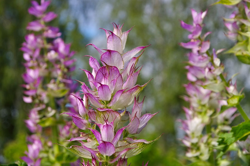 Clary Sage