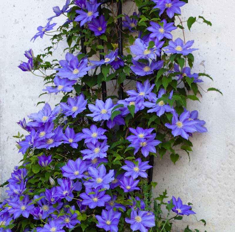 Clematis