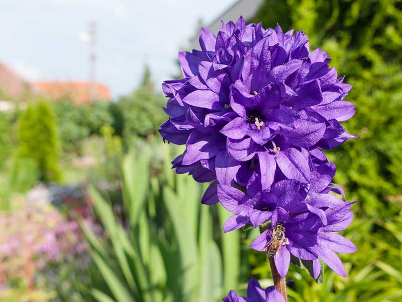 10 Different Types Of Bellflower Varieties Garden Lovers Club
