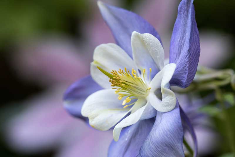 Columbine