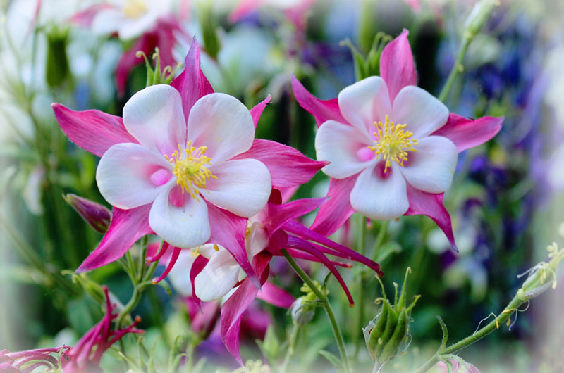 Columbines