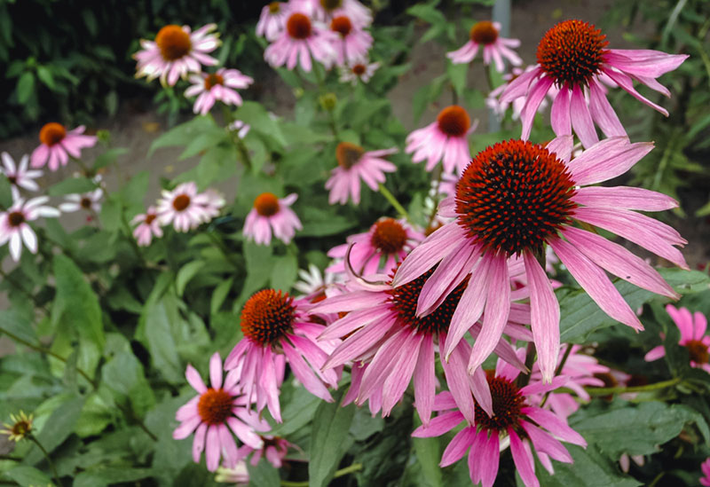 Coneflower