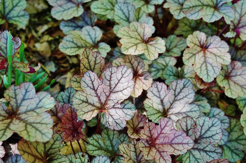 Coral Bells