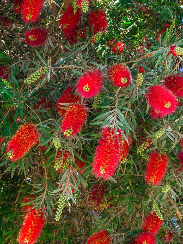 Crimson Bottlebrush