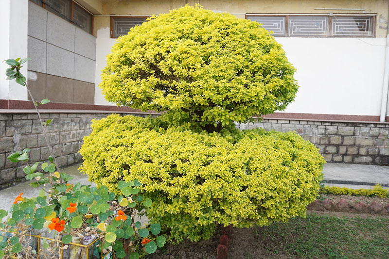 Cuban Gold Duranta