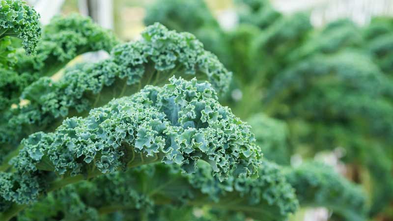 Curly Kale