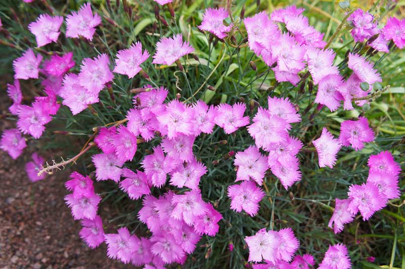 DIANTHUS