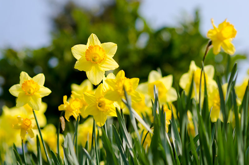 Daffodils