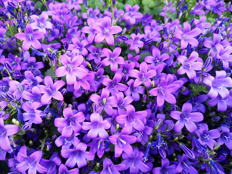 Dalmatian Bellflower