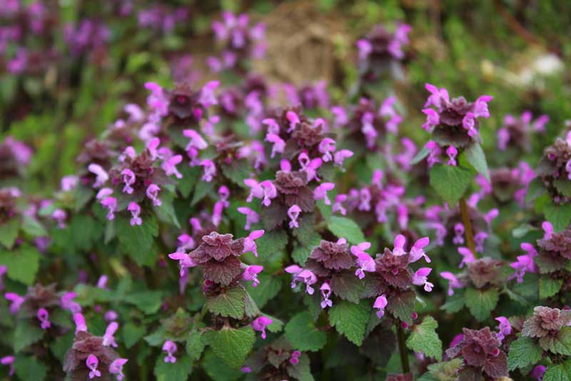 Deadnettle