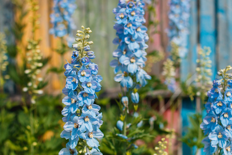 Delphinium