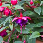 Dollar Princess Fuchsia