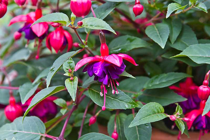 Dollar Princess Fuchsia