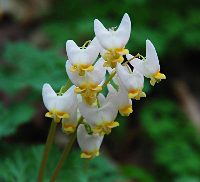 Dutchmans Breeches