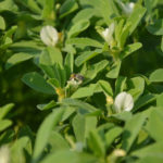Fenugreek plant