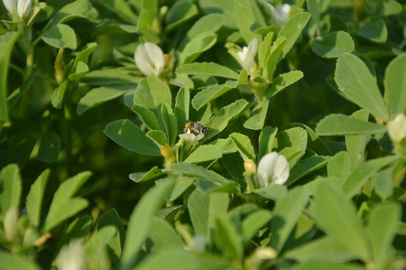 Fenugreek plant