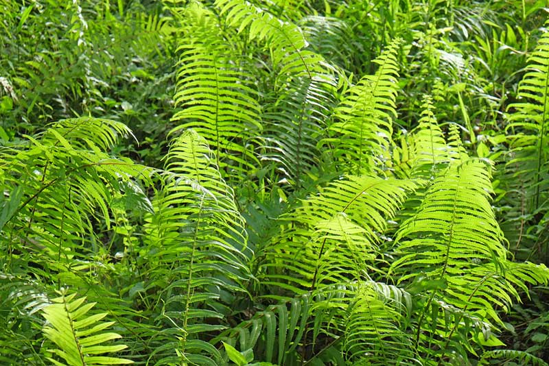 Ferns