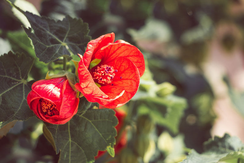 Flowering Maple