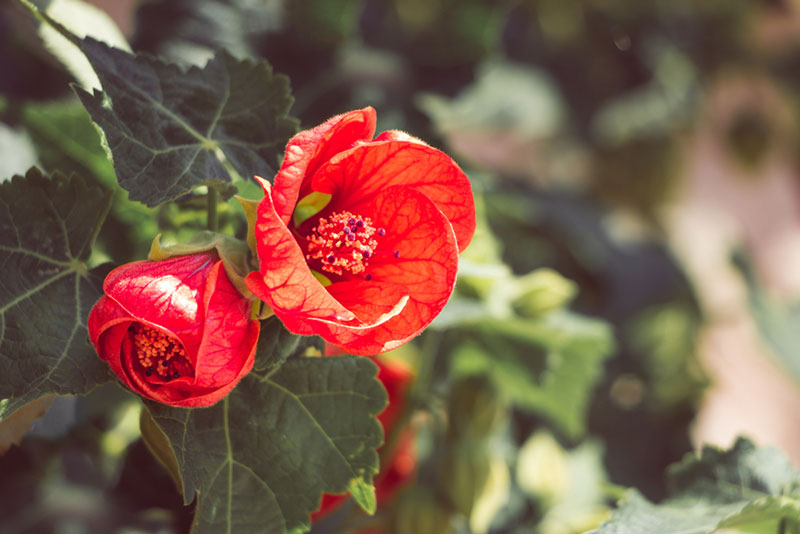 Flowering Maple