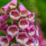 Foxglove
