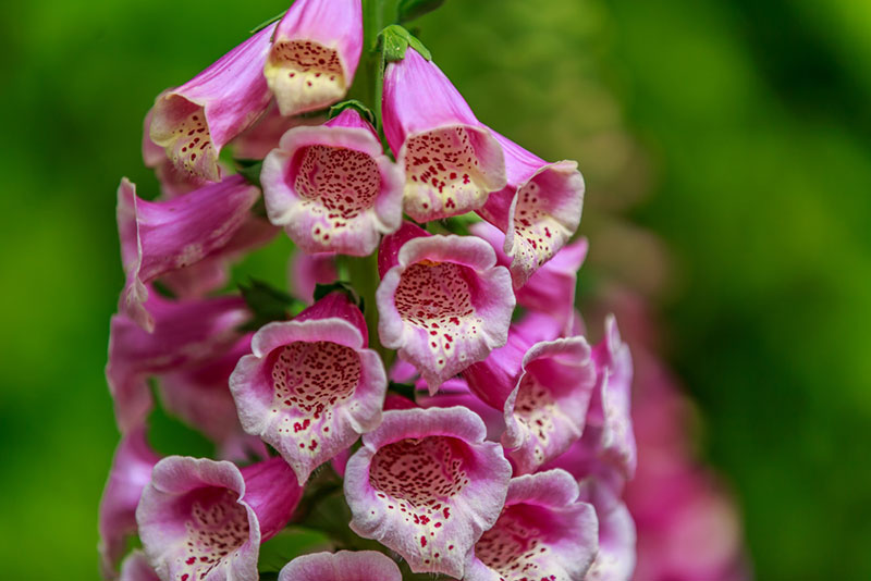 Foxglove