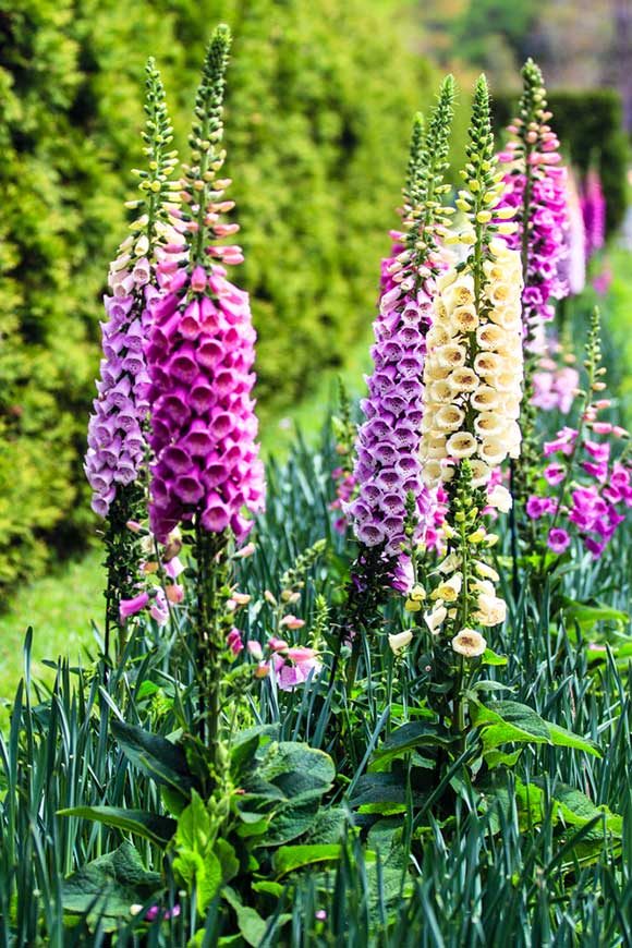 Foxgloves