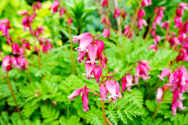 Fringed Bleeding Heart