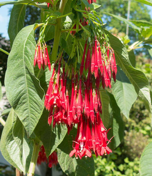 Fuchsia Boliviana