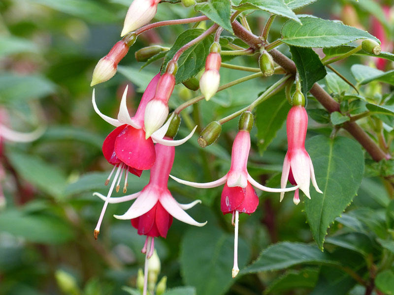 Fuchsia Paniculata