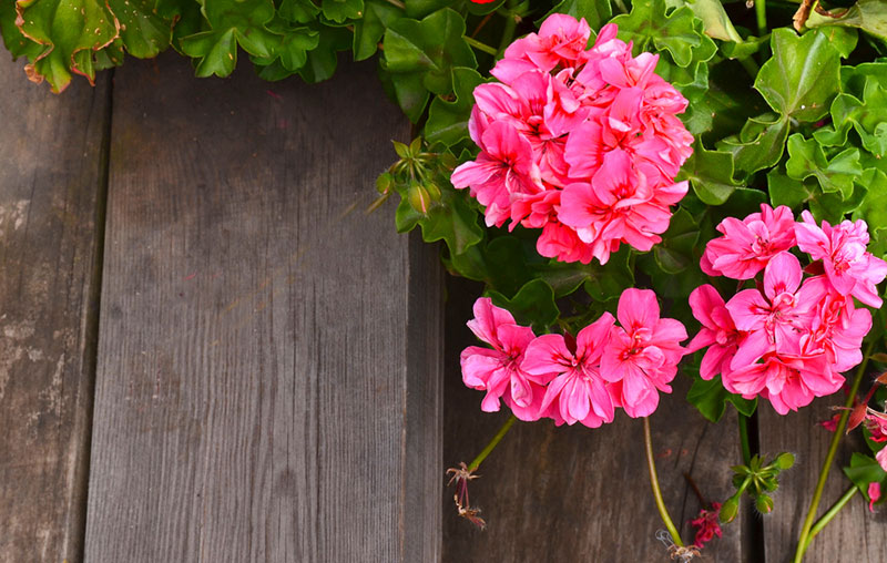 Geranium