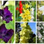 Gladiolus Varieties