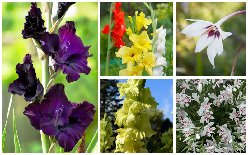 Gladiolus Varieties