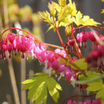 Gold Heart bleeding heart