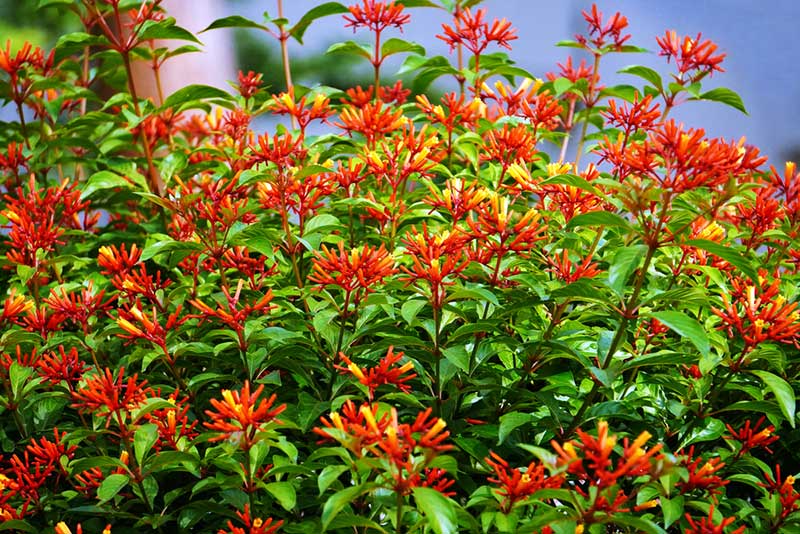 Hamelia patens