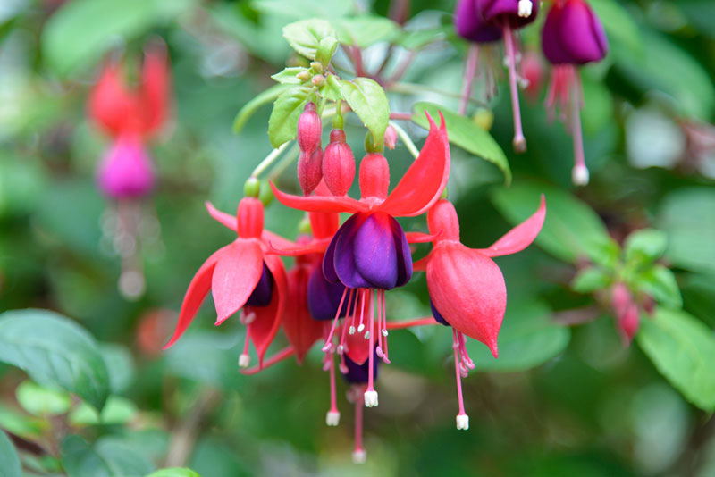 Hardy Fuchsia