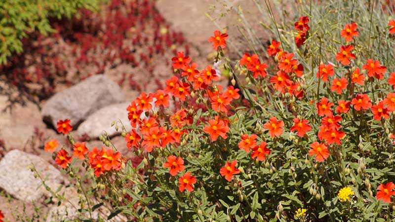 Helianthemum