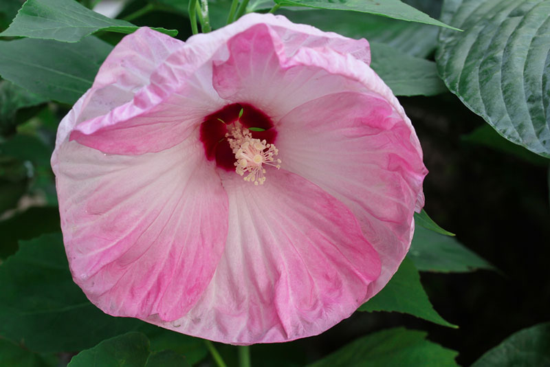 Hardy Hibiscus