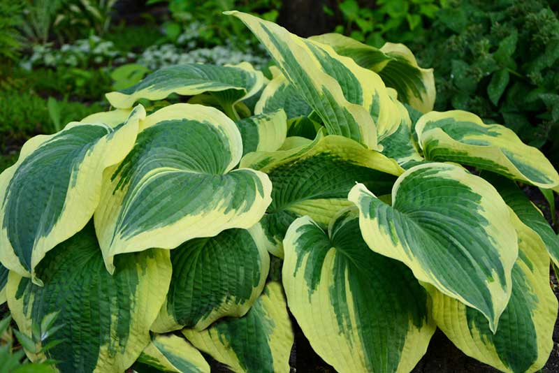 Hostas