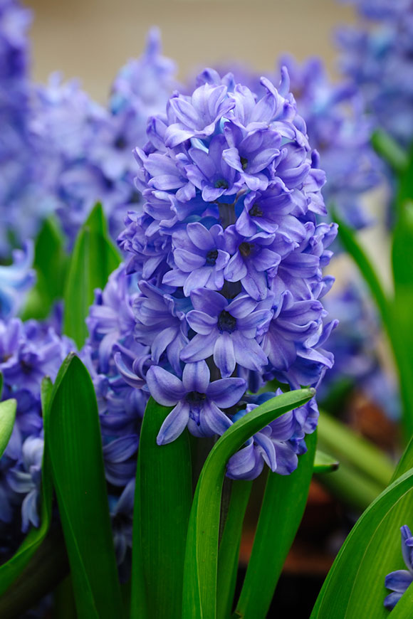 Hyacinths